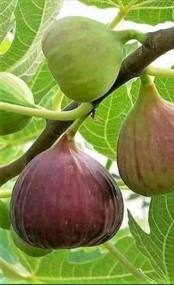 बरिस्ठ जी 💧 tweet media