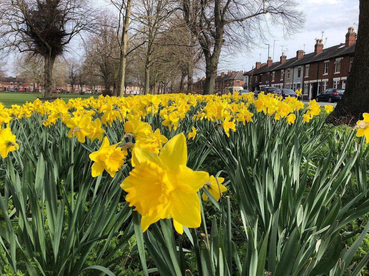 The daffodils of Chester Green 🌼💚 

Where is your favourite display?

#signsofspring #springflowers