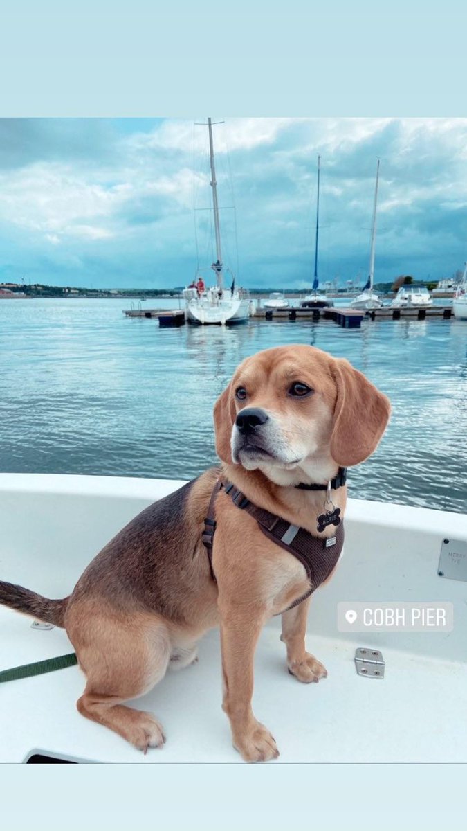 TrishOFlaherty1's tweet photo. @BrodHiggins Alfie living his best life https://t.co/7qoHfK750j