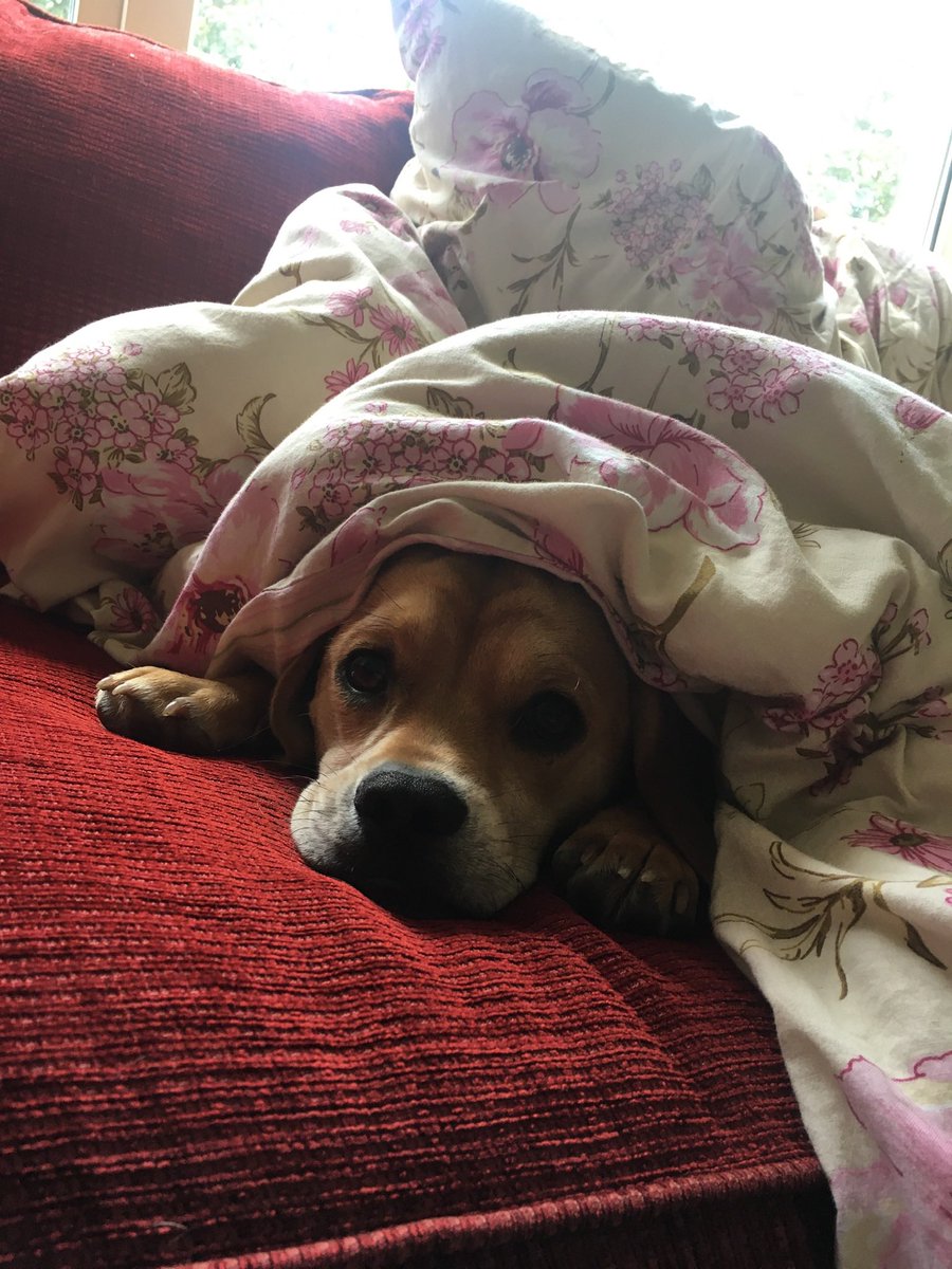 TrishOFlaherty1's tweet photo. @BrodHiggins Alfie living his best life https://t.co/7qoHfK750j
