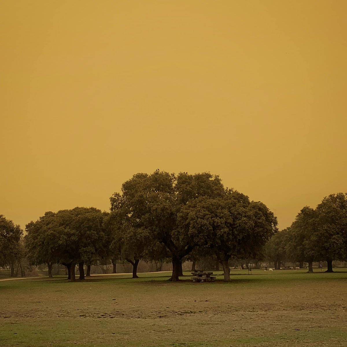 Hay días 'raros' que merecen la pena ser paseados por las #Dehesas de la Sierra de Madrid. #amarillo #sahara #sierra #calima <a href="/AytoCVillalba/">AytoColladoVillalba</a>
