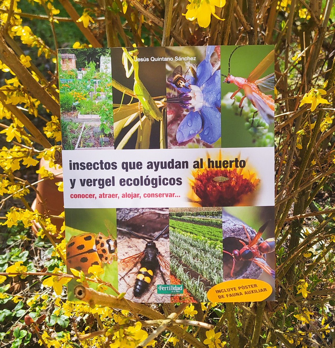 🧡 Ya se está distribuyendo un libro muy esperado. 'Insectos que ayudan al huerto y vergel ecológicos', de Jesús Quintano Sánchez 🌼 El libro más festejado por los insectos auxiliares. Guía práctica para la huerta, jardín, frutales... 👉 n9.cl/lafertilidadde…