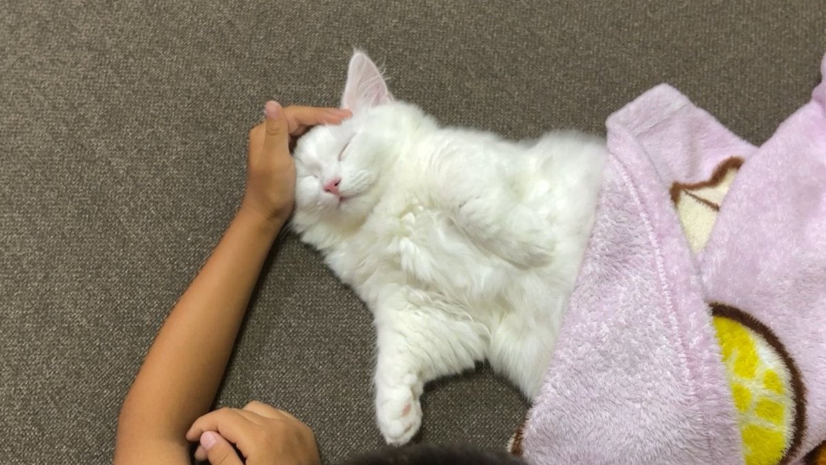 meow_circle's tweet photo. A cat sleeping comfortably😍😍
#cat #CatsOnTwitter #cute https://t.co/bjNUmwNd0u