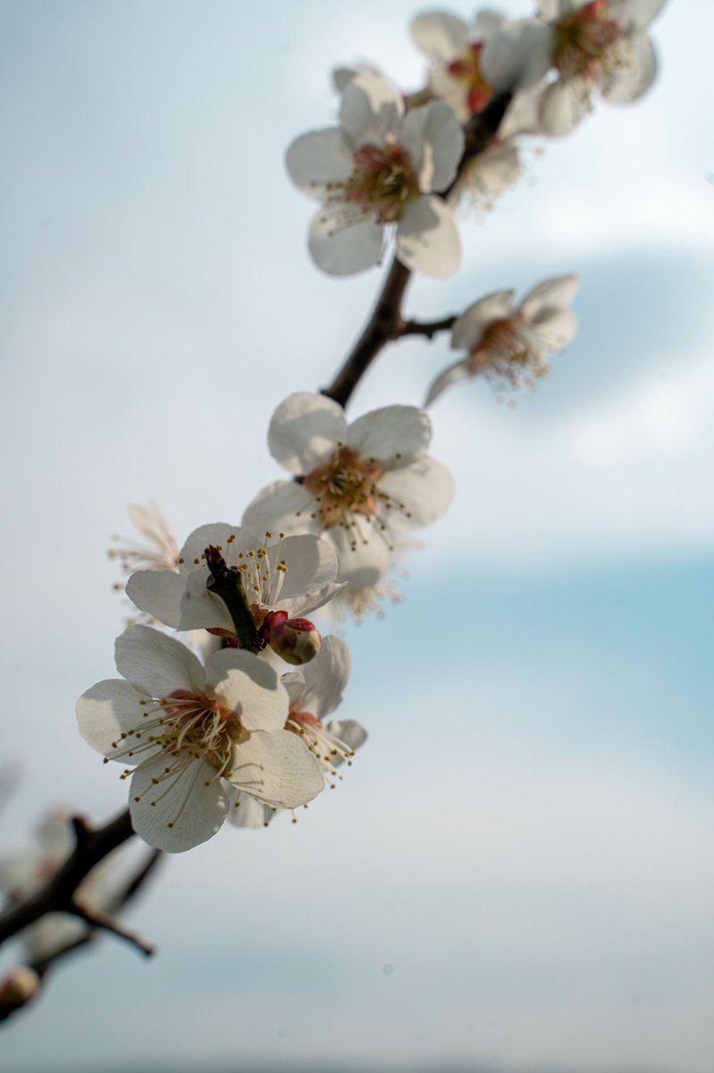 AguideMonsieur's tweet photo. Plusieurs types de pruniers 🌸 https://t.co/3qUfTVDa8R