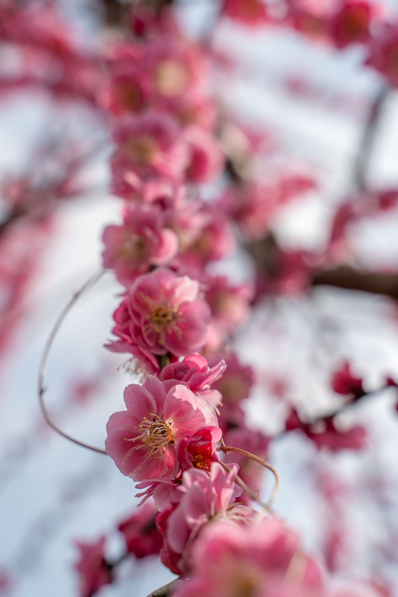 AguideMonsieur's tweet photo. Plusieurs types de pruniers 🌸 https://t.co/3qUfTVDa8R