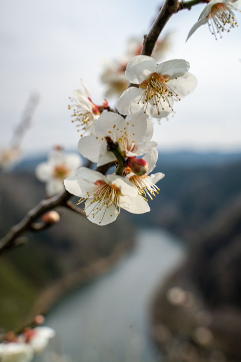 AguideMonsieur's tweet photo. Plusieurs types de pruniers 🌸 https://t.co/3qUfTVDa8R