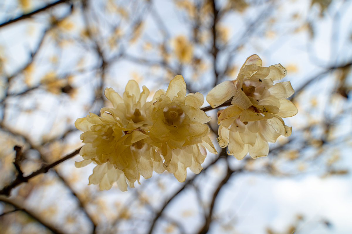 AguideMonsieur's tweet photo. Plusieurs types de pruniers 🌸 https://t.co/3qUfTVDa8R