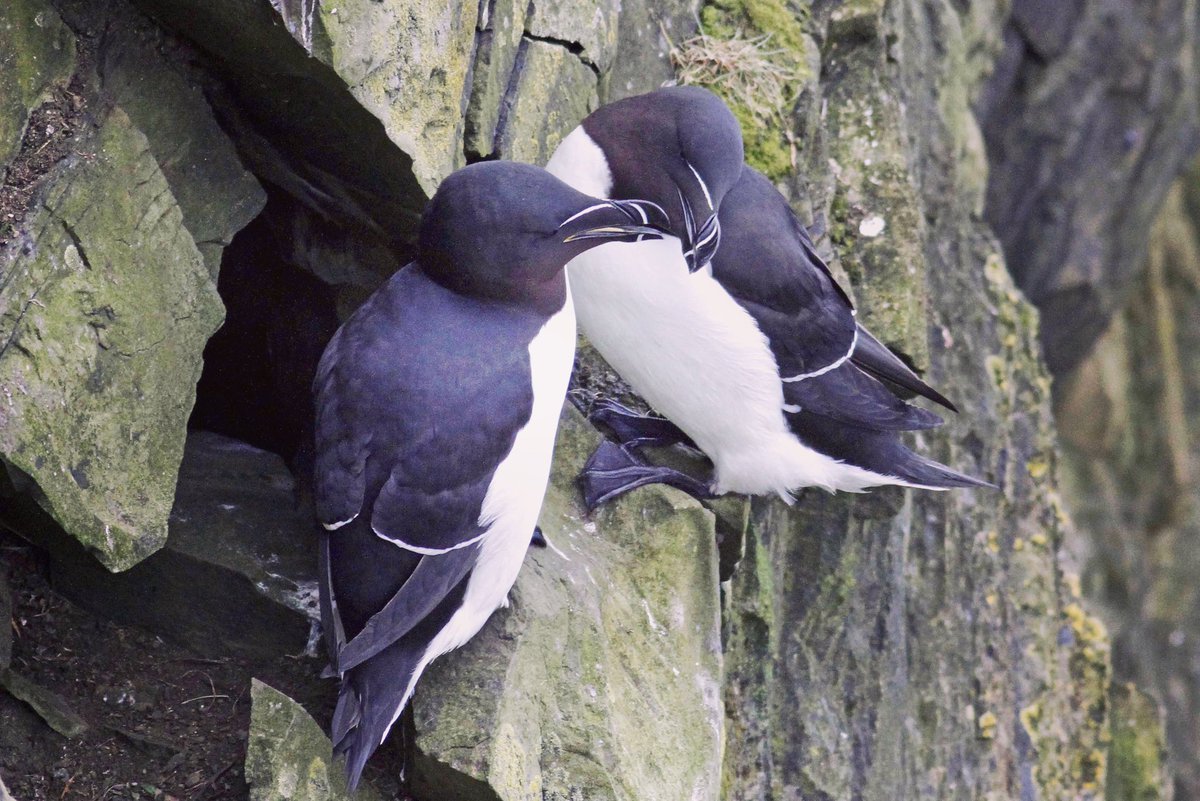 We’ve just seen our first pair of Razorbills on the cliffs beneath the Lighthouse. Photo by Gary Bell. 
#FeelsLikeSpring