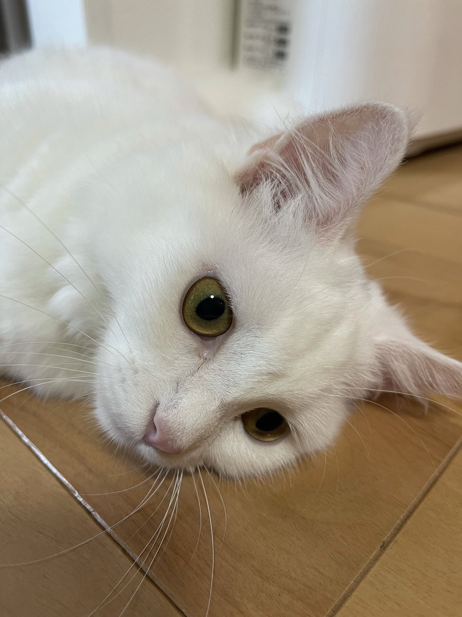 meow_circle's tweet photo. Short distance Lol🤣🤣🤣
#CatsOnTwitter #cat #cute https://t.co/MWxq8GOoa6