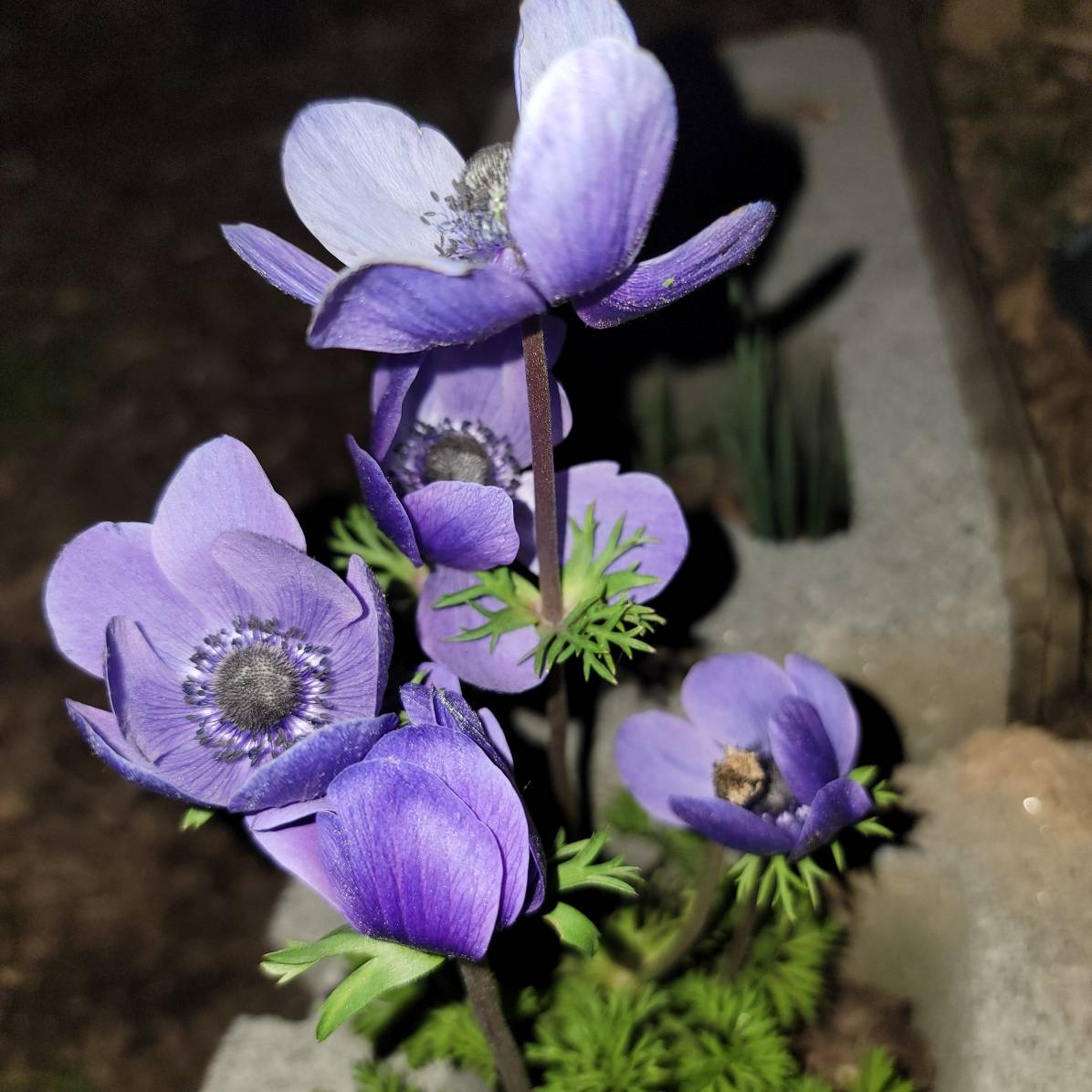 BytesAndBuds's tweet photo. One of the deepest and strangest of all human moods is the mood which will suddenly strike us perhaps in a garden at night...-G.K. Chesterton https://t.co/oCwGhZuq5H