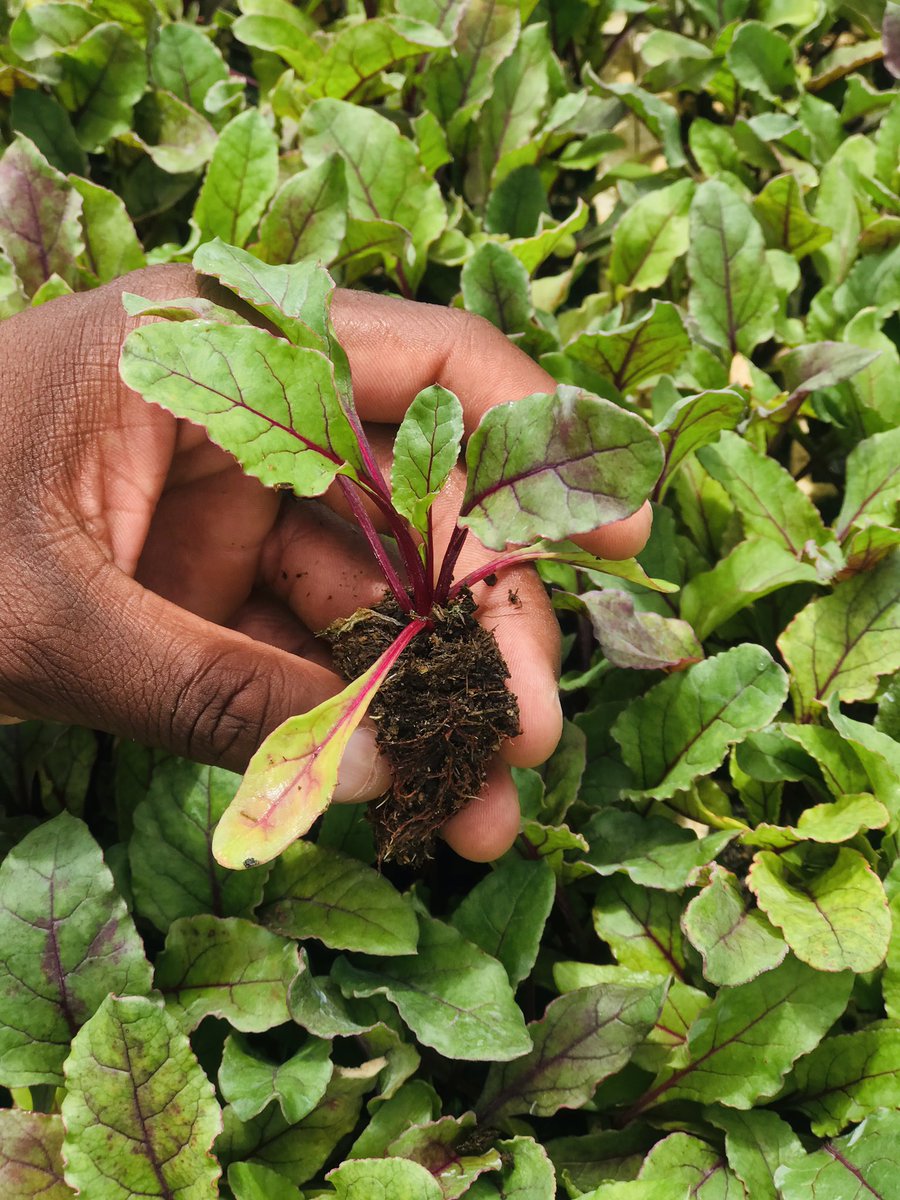 SpinyardS's tweet photo. What you see depends on how you view the world. To most people this is just dirt. To a farmer it’s potential. 👨🏽‍🌾. Come and book today. https://t.co/q7SMp8oJsw