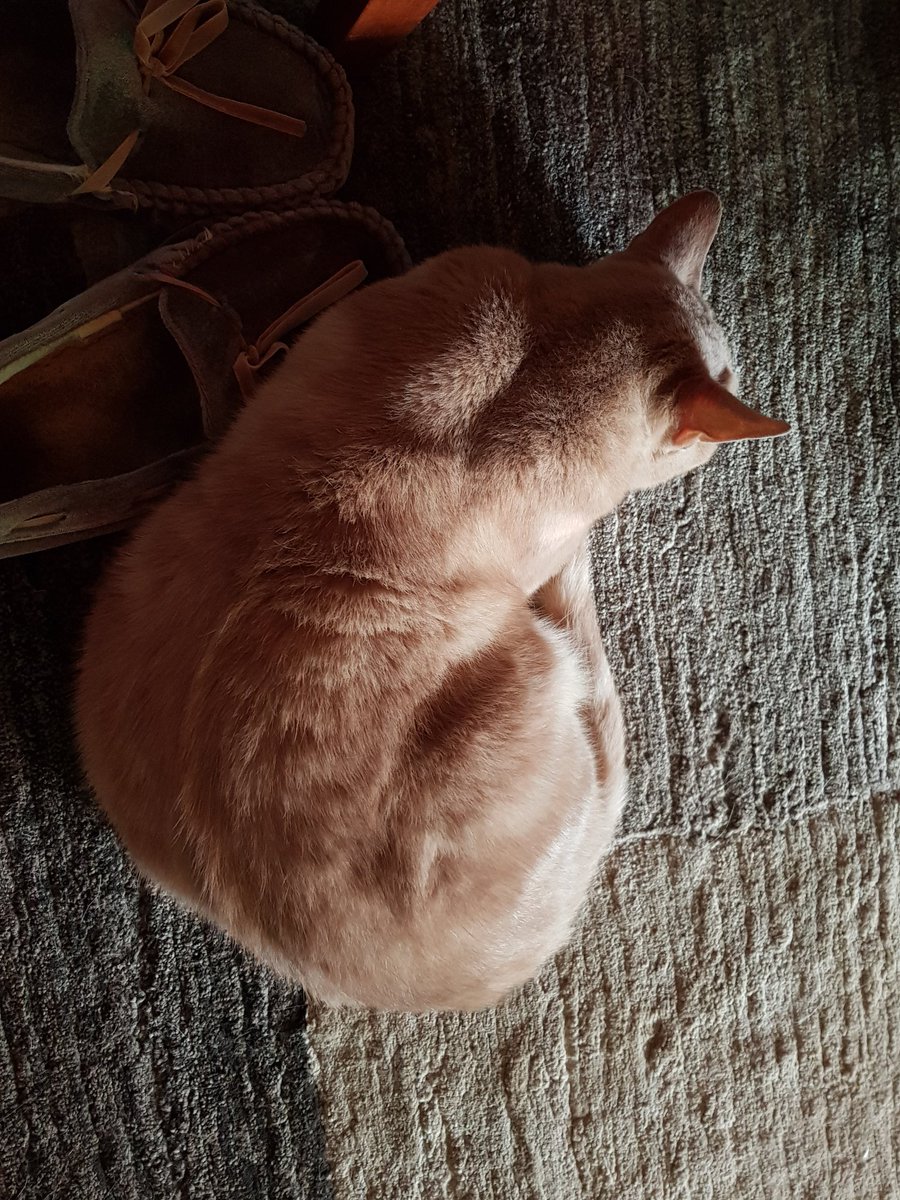 Allllll afternoon 💤💤💤 while Mum &amp; Dad watch the cricket  🏏🇦🇺🇵🇰

#CatsOnTwitter