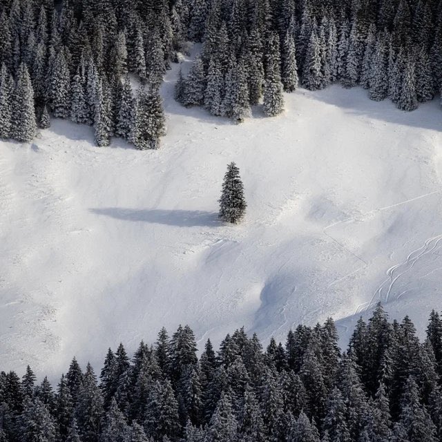 Torschusspanik1's tweet photo. Seltenes Bild einer Geiselübergabe zwischen zwei verfeindeten Tannenbaum-Clans https://t.co/2eiP9z3dtD