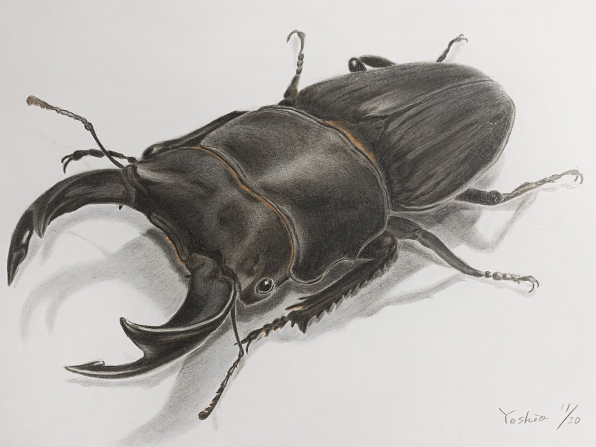Twoucan オオクワガタ の注目ツイート イラスト マンガ