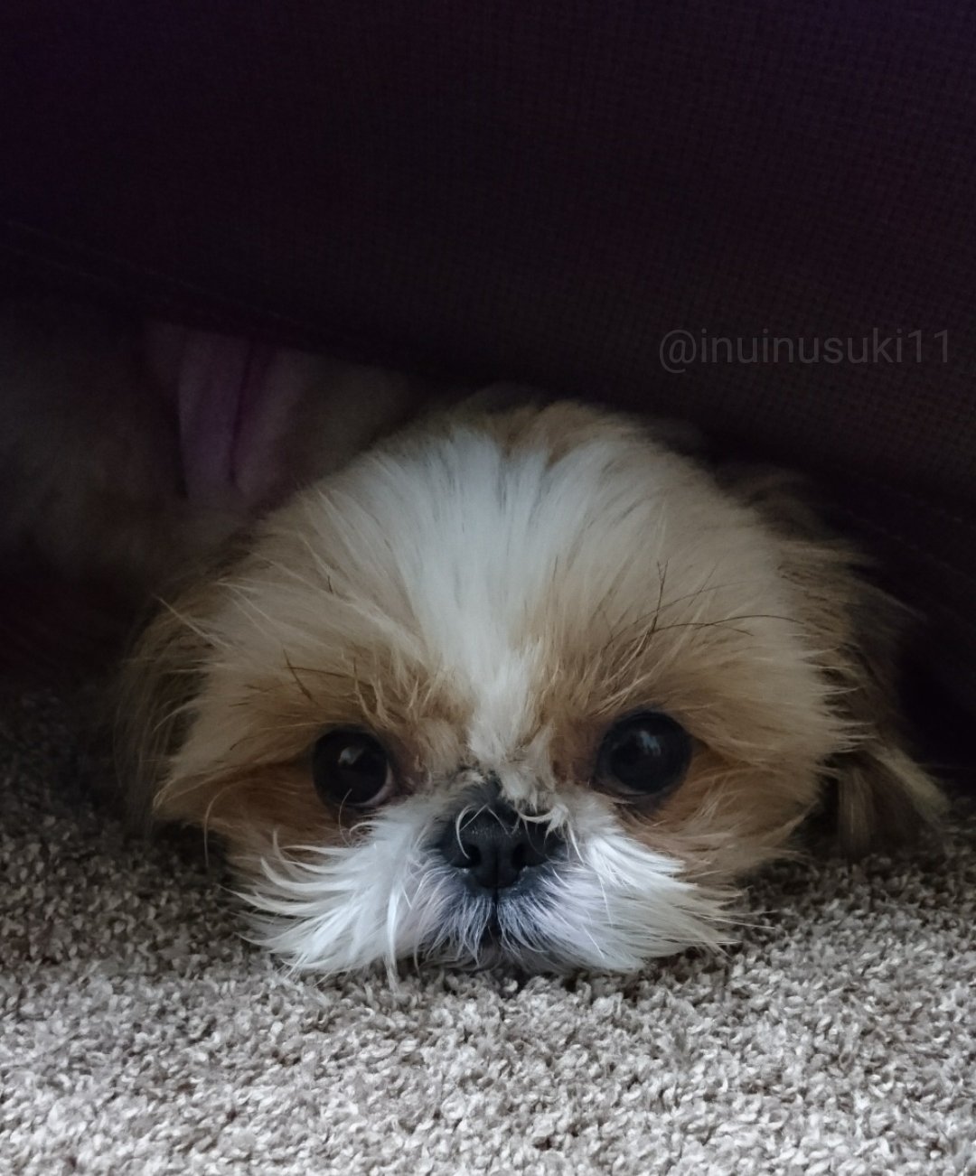 いぬいぬすきー Inuinusuki11 Twitter