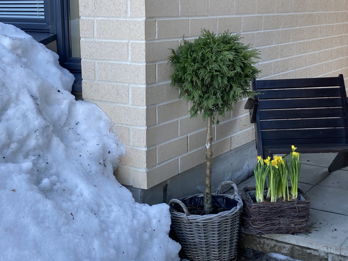 Upea päivä, kohti kevättä,lunta on vielä paljon, mutta Tete-narsissi kestää #Pirkka #Partaharjunpuutarha <a href="/seppala_suvi/">Suvi Seppälä</a>