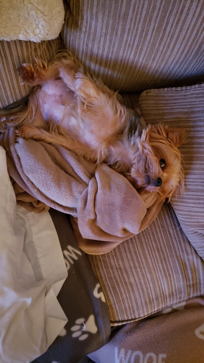 Excuse me, I'm trying to get some sleep here. If you gonna stand around and gwak den at least rub my belly. #ZSHQ