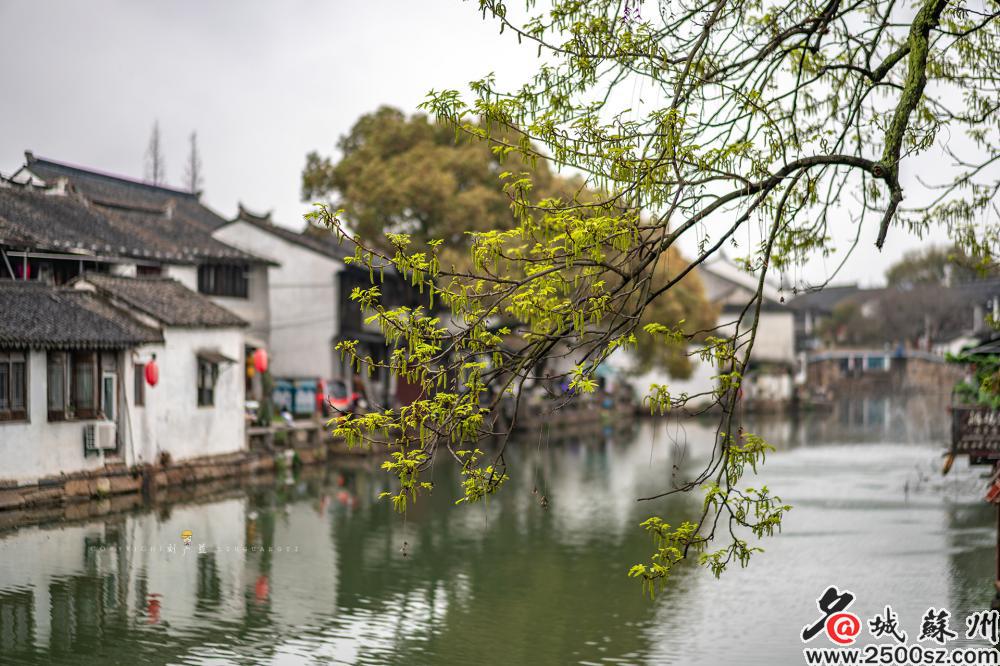 ThisisSuzhou's tweet photo. Tongli Ancient Town in Wujiang district, #Suzhou, first built in the Song Dynasty (960-1279), bears the marks of time. The town is divided into seven small islands by 15 winding rivers, yet is connected by 49 bridges, making for a quant #spring view. #SpringInSuzhou https://t.co/Vv30whzuVt