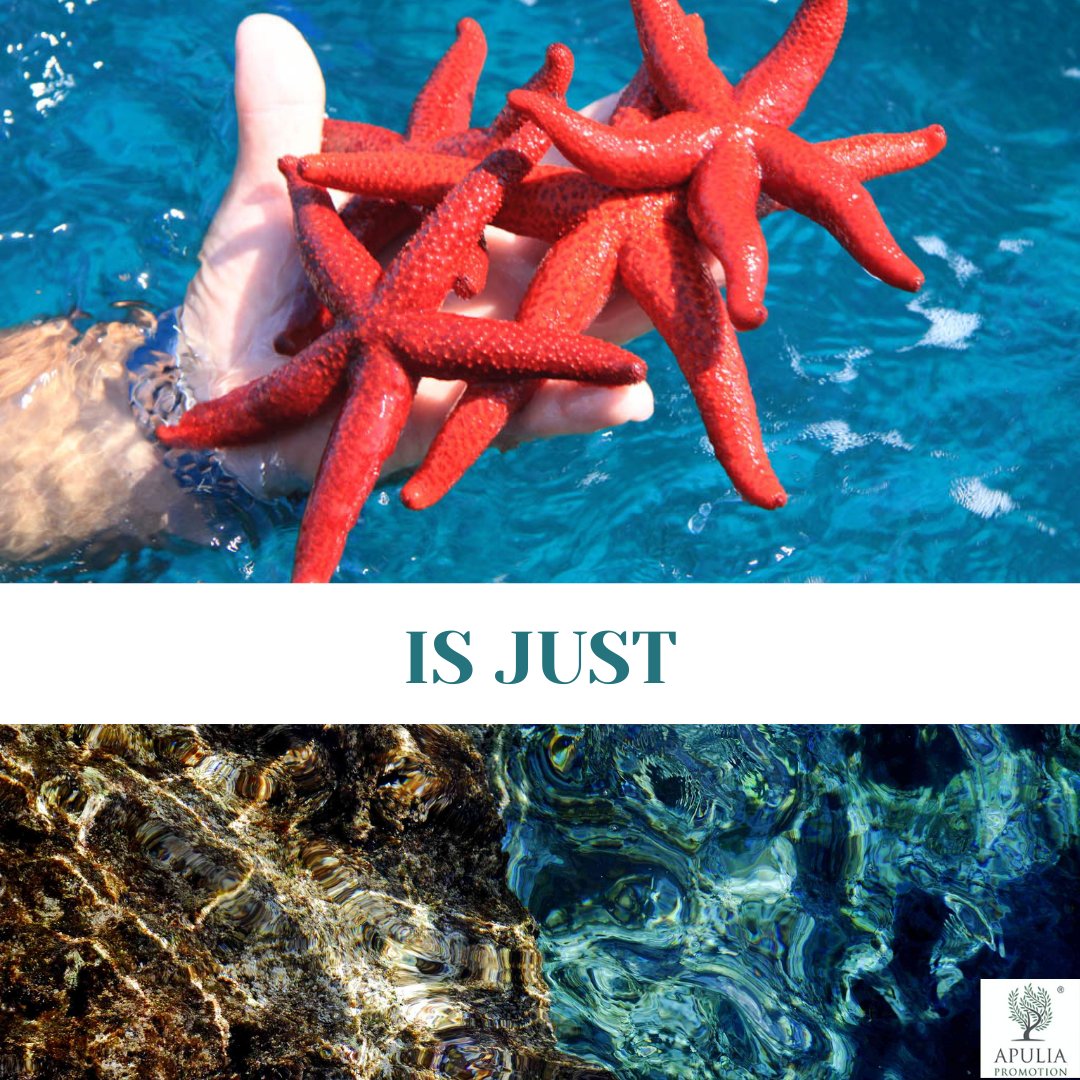 ApuliaPromotion's tweet image. #beachtourism

It may look like a pool but we assure you that our sea is really so beautiful
Book now your summer holidays🏝 
  apuliapromotion.com
#seatourism #mediterraneansea #puglia #weareinpuglia #seasandsun #vacationmood #seaside!