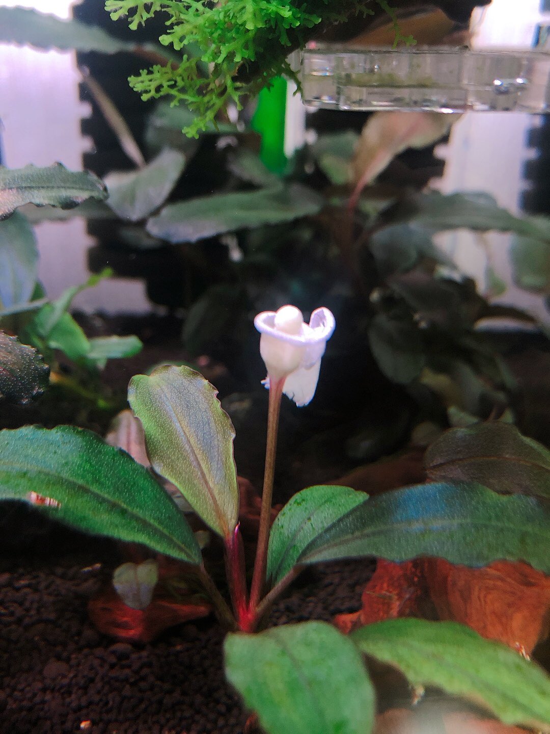 みんと Bucephalandra Sp Serawai1 Tb便 花と新芽がオープンです ブセファランドラ T Co Pdqgirk3ud Twitter