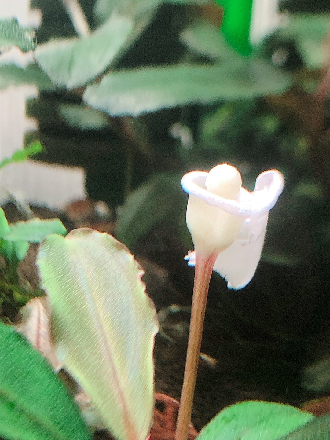 みんと Bucephalandra Sp Serawai1 Tb便 花と新芽がオープンです ブセファランドラ T Co Pdqgirk3ud Twitter
