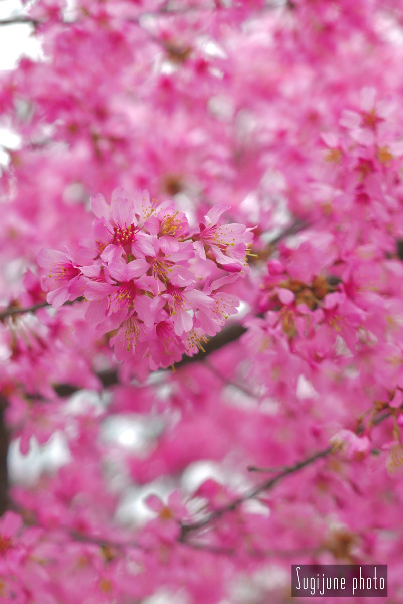 SugijuneP's tweet photo. 今日は暖かかったですね。
出先の近くの公園で桜咲いてました。
種類わからず…

#桜 #花 #ピンク色
#Panasonic #LUMIX
#Japan #CherryBlossom https://t.co/mdPnVPQ198