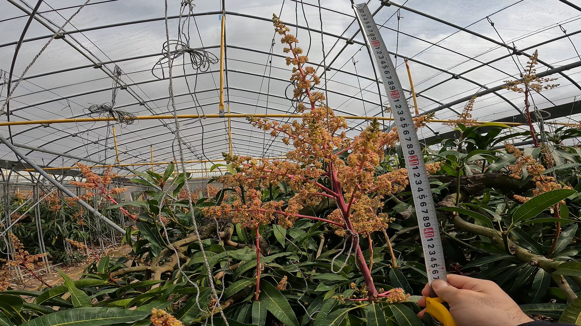 伊集農園 沖縄マンゴー 沖縄はうりずん 春分から梅雨入りまでの時期をいいます のような季節ですね 暑いくらいですね 去年は全然花の咲かなかった伊集農園のマンゴーですが今年はいい感じで花が咲いています 結実しくれるといいですが マンゴー