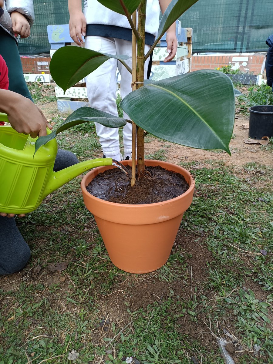 Educambient_'s tweet photo. La setmana passada vam estar a l'escola Las Seguidillas a @AjuntamentBadia plantant amb els infants plantes per naturalitzar i enverdir l'escola per dintre!
#educambient #educacioambientalvivencial #projecte #plantes #interior #naturalitzem #Escola #badiadelvalles #escolaverda https://t.co/8pfjR0JKy2