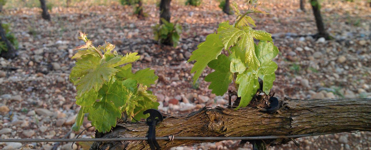 BurgosAlimenta's tweet photo. Hoy brindamos desde Aranda de Duero con los vinos de @LGarsea.
Una bodega familiar en el corazón de la Ribera del Duero. 🍷

🛒 https://t.co/KN7zIVPzuF https://t.co/VK9lXENTWO