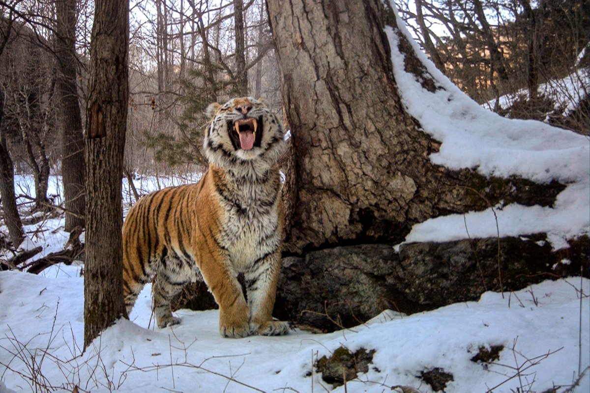 ConserveWildCat's tweet photo. .
Here you can see an Amur tiger doing a stinky face (flehmen response) to investigate other smells in the area.
.
#scentmarking #tiger #wildtiger #stinkyface #tigerconservation #conservation #wildlifeconservation #tigerphotography #wildlifephotography #cameratrapping https://t.co/yYbmPTmnGv