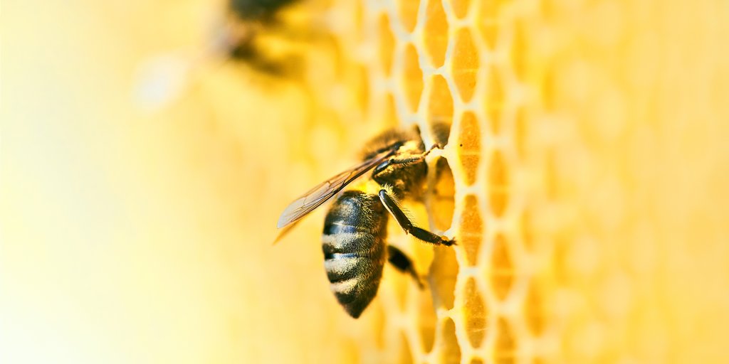 FeraScience's tweet image. At Fera, we recognise economic value of bees; providing support to maintain healthy bee stocks and the crops not just locally or nationally, but globally.

Book your pollinator studies → hubs.ly/Q015lzwC0

#BelieveInBetterData #Ecotoxicology #FeraScience