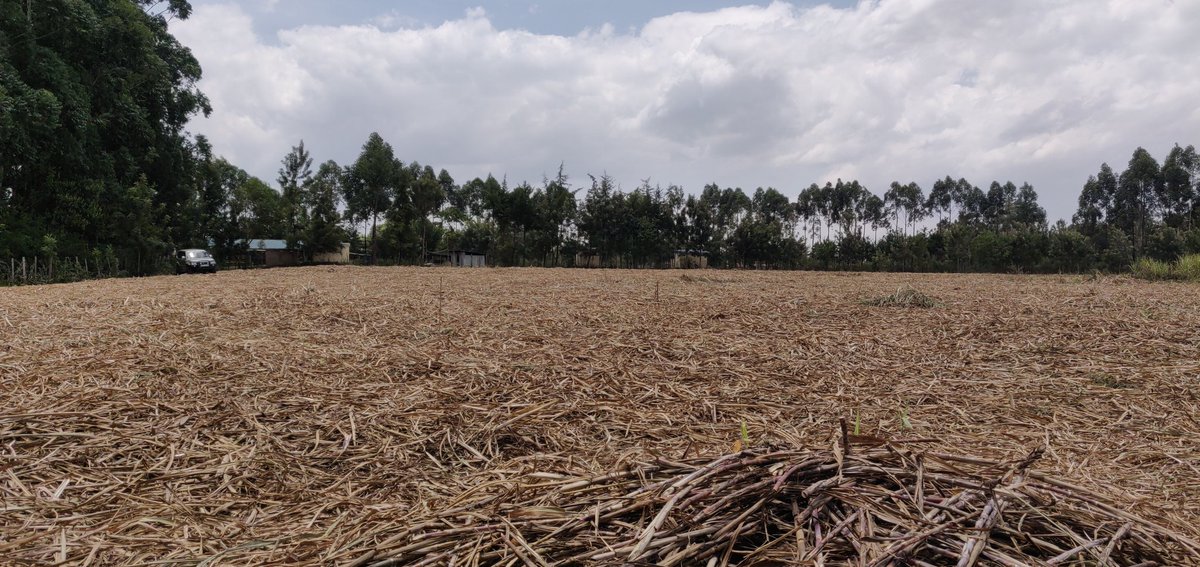 Cathy Cole Ltd tweet media