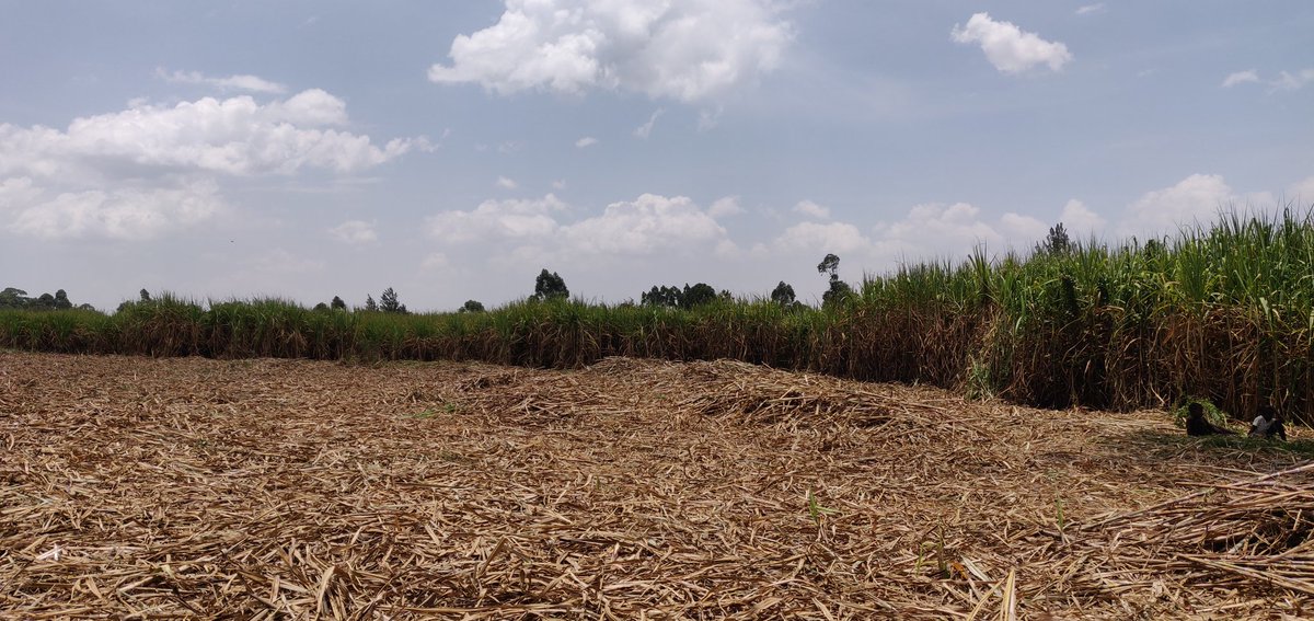 Cathy Cole Ltd tweet media