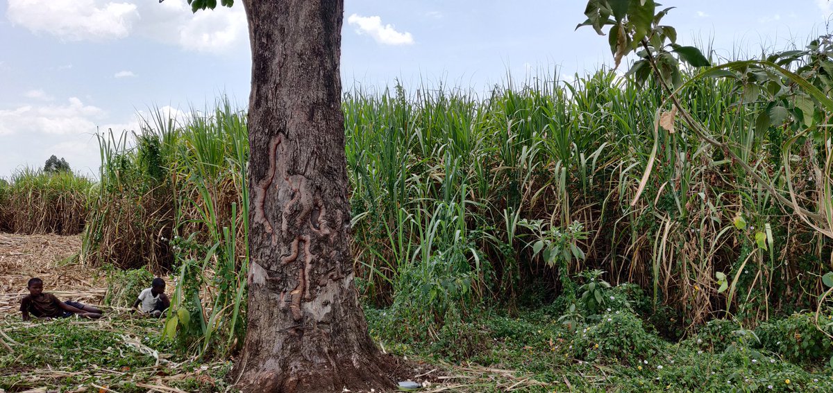 Cathy Cole Ltd tweet media