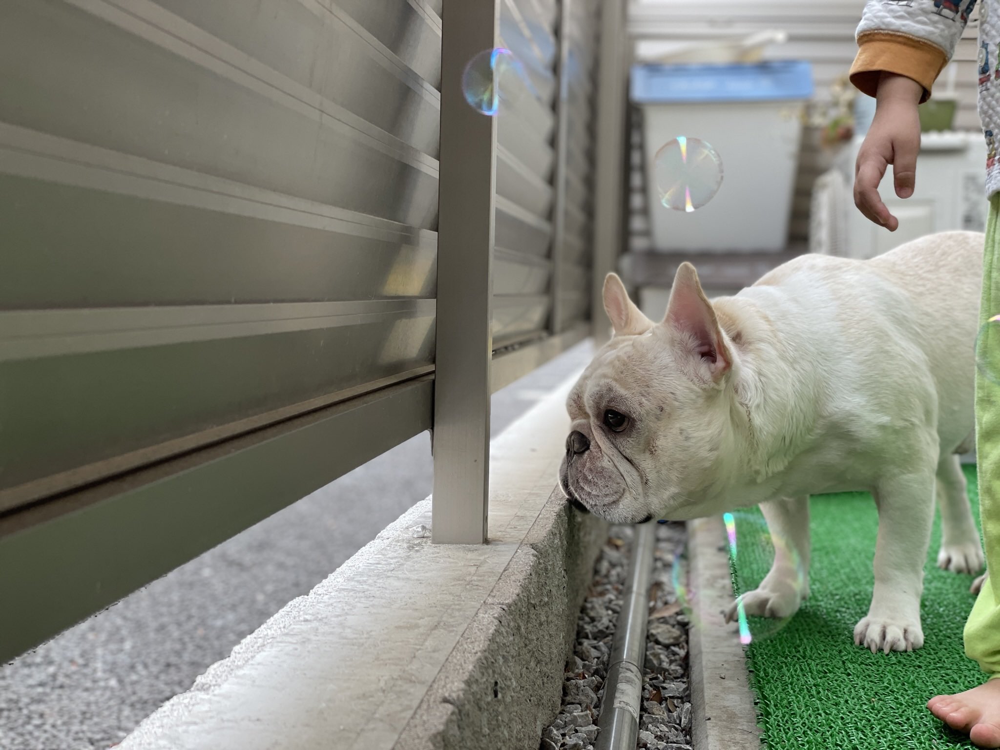 تويتر フレブルのうに على تويتر 可愛い覗き魔いた フレブルのうに フレブル フレンチブルドッグ Frenchbulldog 愛犬 T Co Sho5zjvpv8