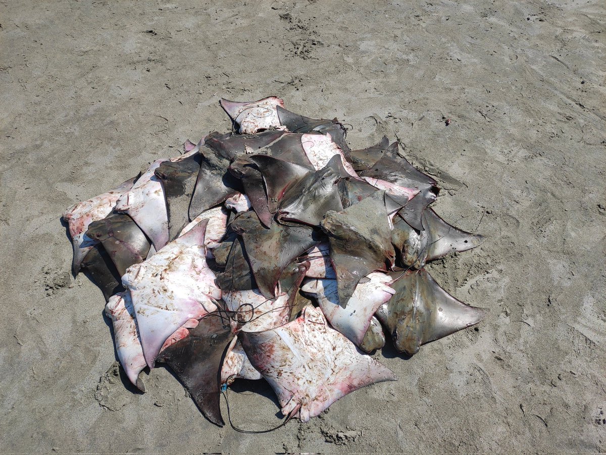 guitarfishjayed's tweet photo. Unplanned fishing of Cownose ray at the Bay of Bengal, Bangladesh
#RaysofBangladesh
#Cownoseray
#Raisewareness https://t.co/m1bB7o6Gjd