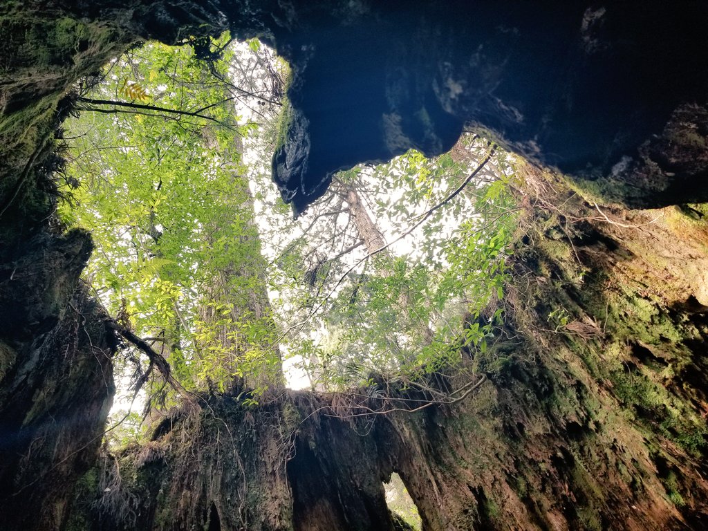 京都大学ワンダーフォーゲル部 Kuwv 屋久島山行 一日目 写真はウィルソン株 1枚目 と縄文杉 2枚目 です 屋久島の雄大な自然は何度見ても素晴らしいものですね かわいいヤクシカも見かけました T Co Gnumrqhuur Twitter