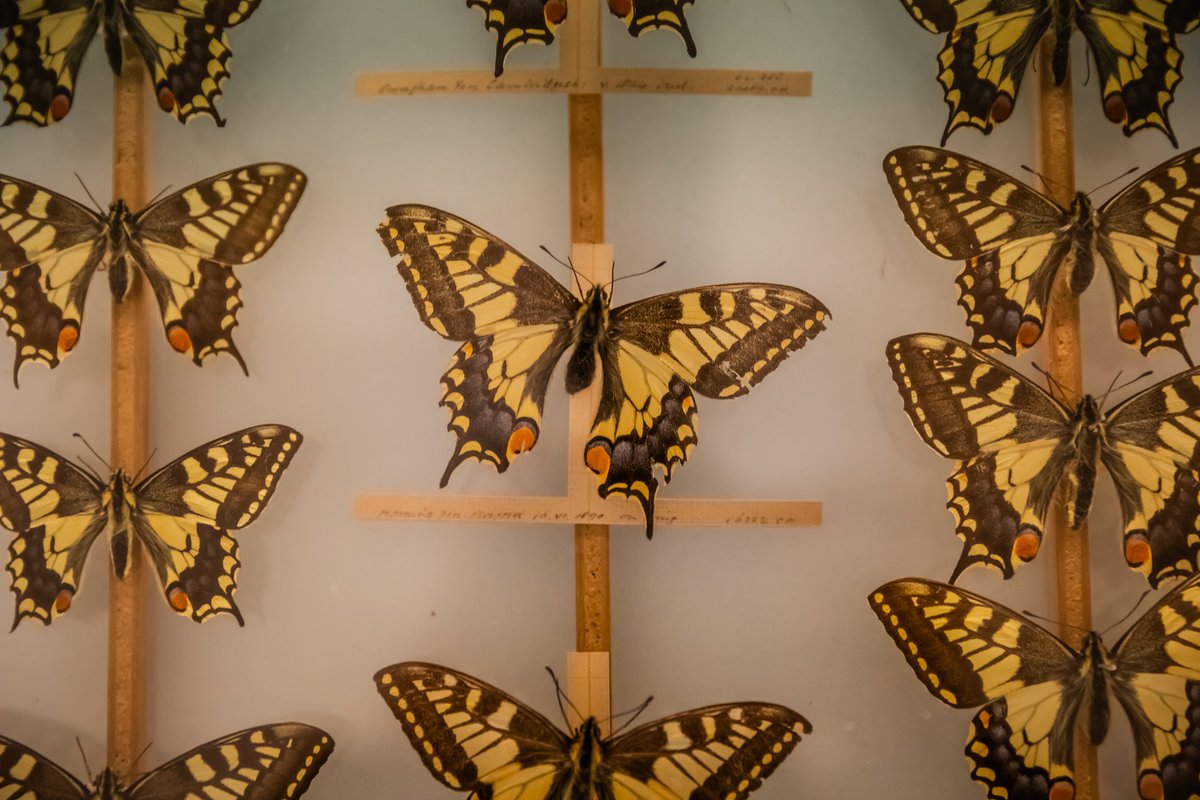 ZoologyMuseum's tweet photo. NOW OPEN!  NEW exhibition #ButterfliesThroughTime - showcasing UK butterflies &amp; how they have been affected by environmental change over 200 yrs. See specimens not usually on display &amp; find out about the people working to protect them. Museum &amp; Exhibition FREE. 🦋 https://t.co/CV4l6RBe9X