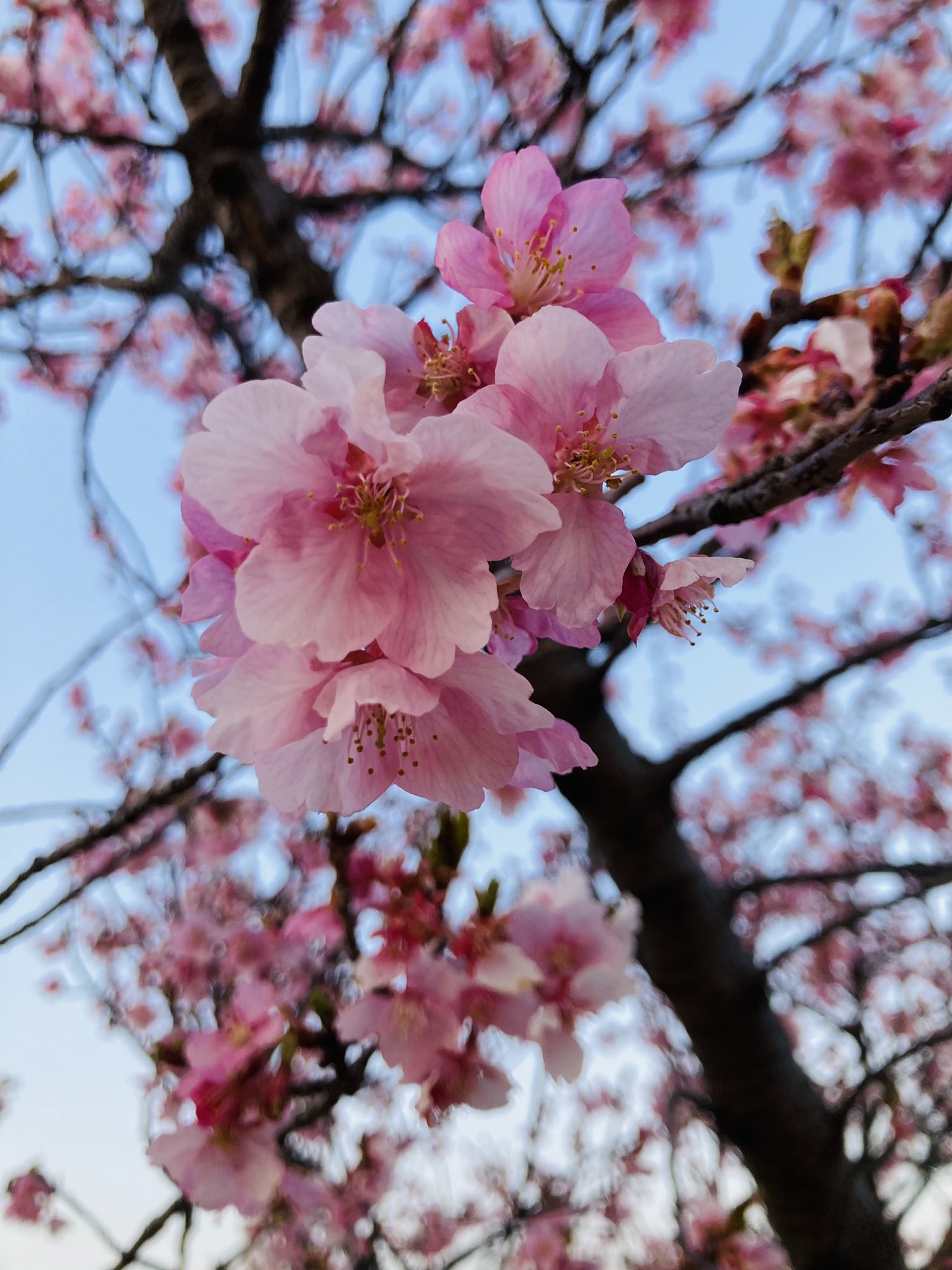 桜 ぐみ on X: 