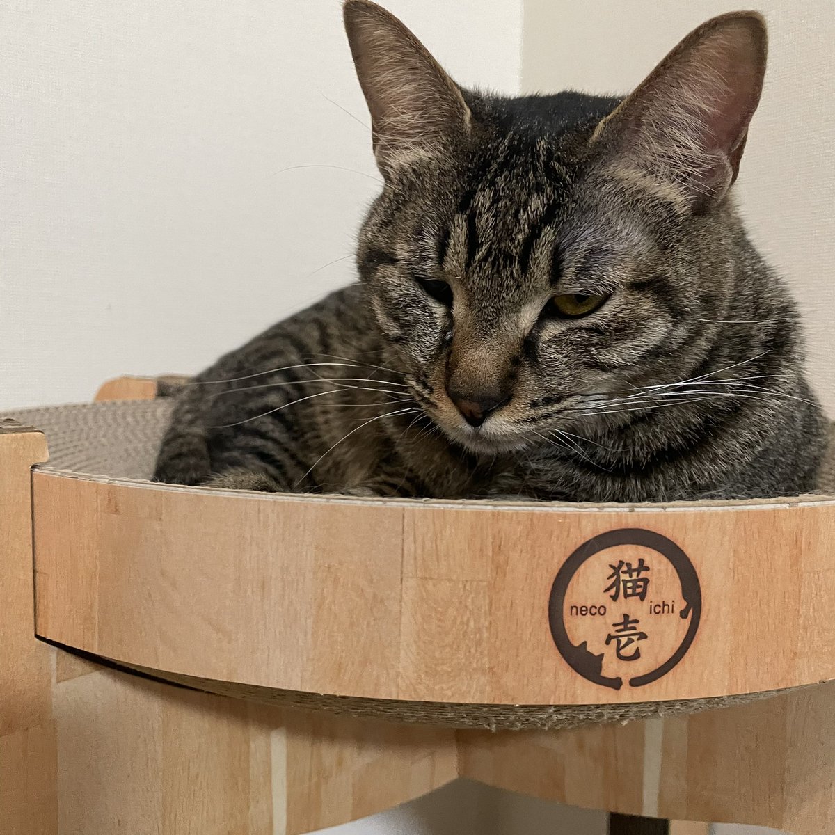 今現在我が家の番長はご機嫌斜めです。 （理由:飼育員にナデナデされた