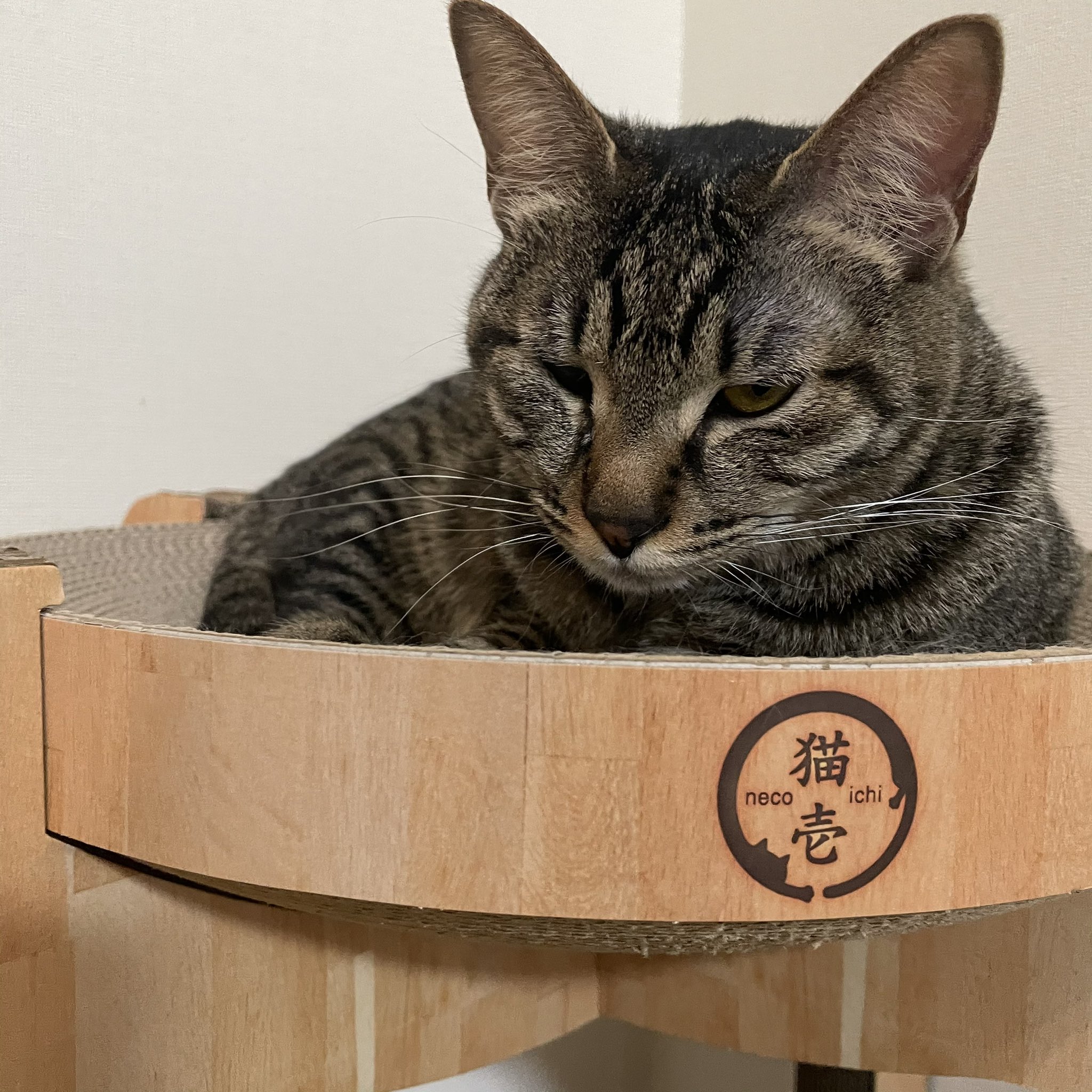 猫先輩 こんばんは❣️ この後YouTubeアップするのでお楽しみに