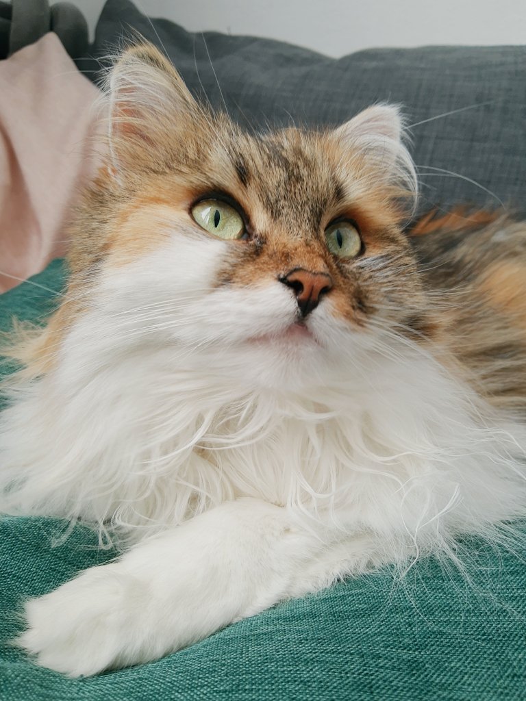 idrilka_'s tweet photo. ciri can't bid on anything because she doesn't have a bank account, a credit card or opposable thumbs, but YOU can go bid on one of our amazing creators in #RaffleForUkraine!!! just twelve and a half hours to go!!! https://t.co/D2z7J8mYcN