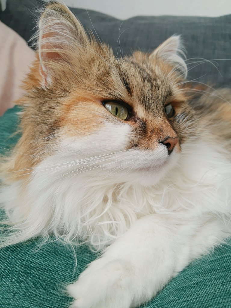 idrilka_'s tweet photo. ciri can't bid on anything because she doesn't have a bank account, a credit card or opposable thumbs, but YOU can go bid on one of our amazing creators in #RaffleForUkraine!!! just twelve and a half hours to go!!! https://t.co/D2z7J8mYcN