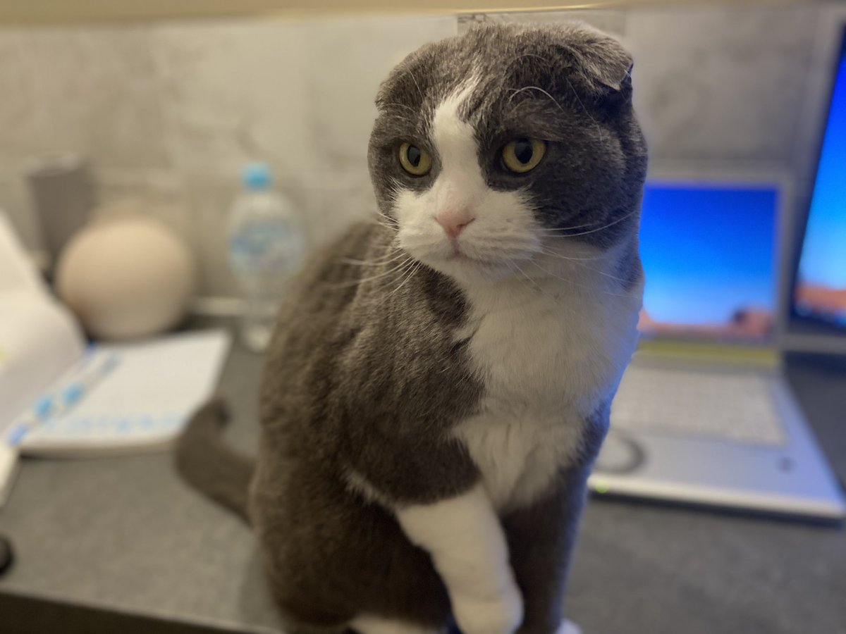 bunthecat2's tweet photo. 早く遊んでにゃ〜😘
#CatsOfTwitter #cats #猫のいる暮らし https://t.co/aB6uHj6xiW