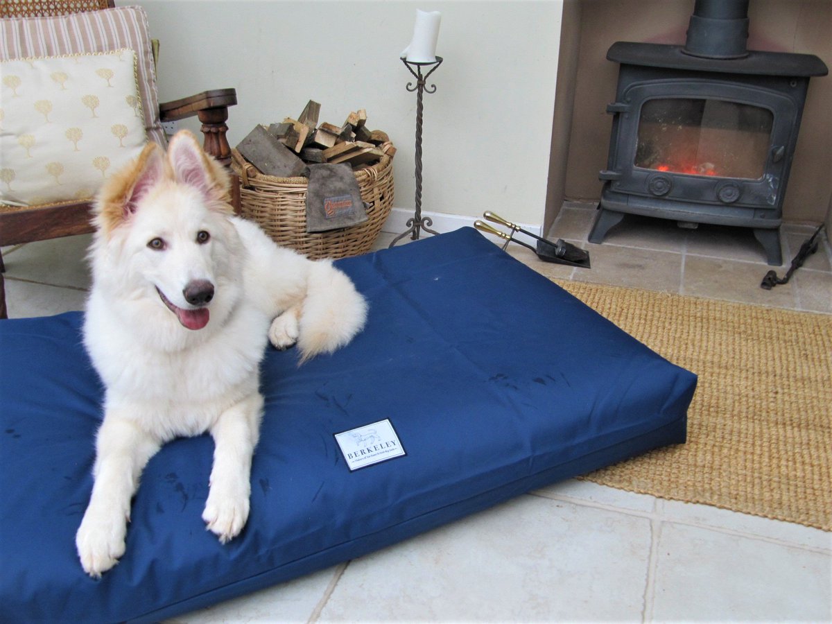 .@BerkeleyDogBeds Genuine Orthopaedic Dog Beds made in the UK using pocket spring technology and deep layers of natural fibre for optimum comfort and joint support.
Available in 3 sizes & 5 colours.

https://t.co/ymL0YmnK2s https://t.co/1javyviAwz