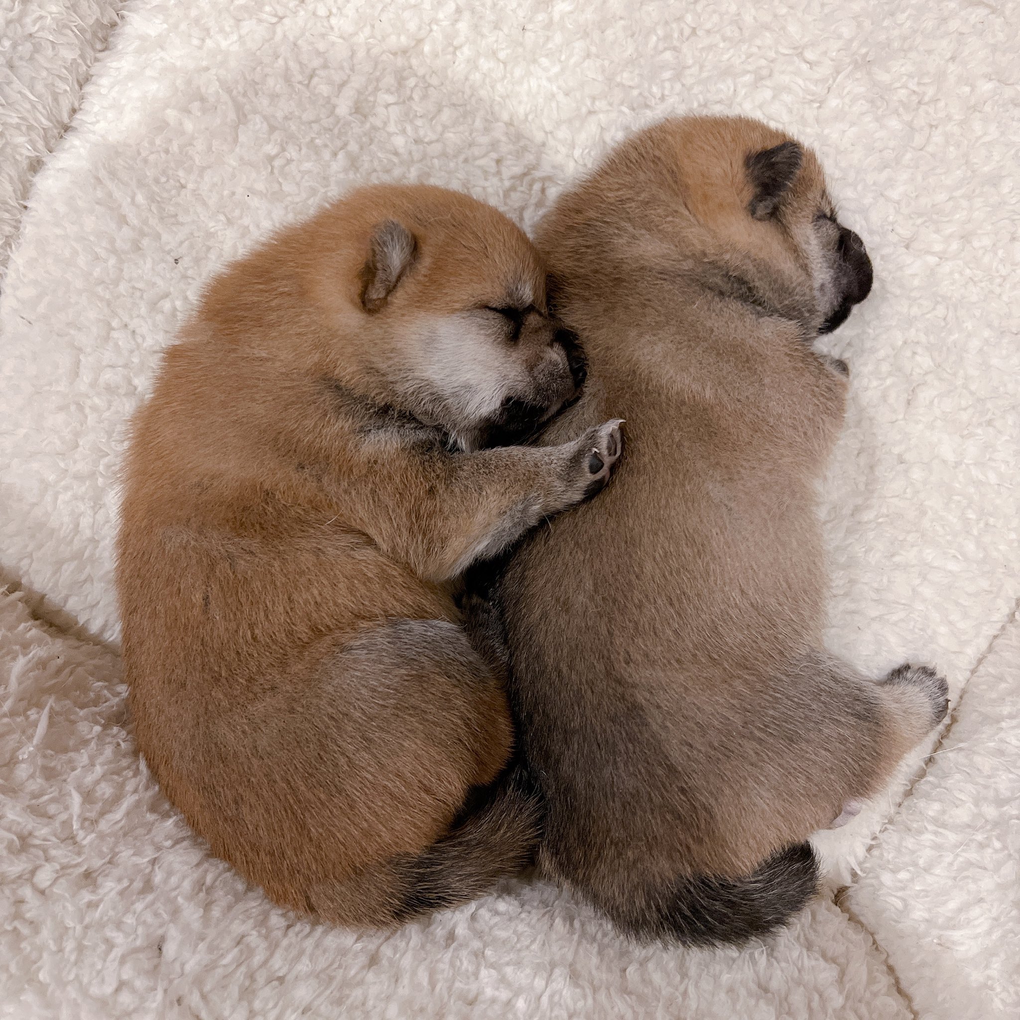 柴犬うまる 可愛すぎてどうにかなりそう しばいぬ 柴犬 犬好きさんと繋がりたい T Co Uwptg6nduj Twitter