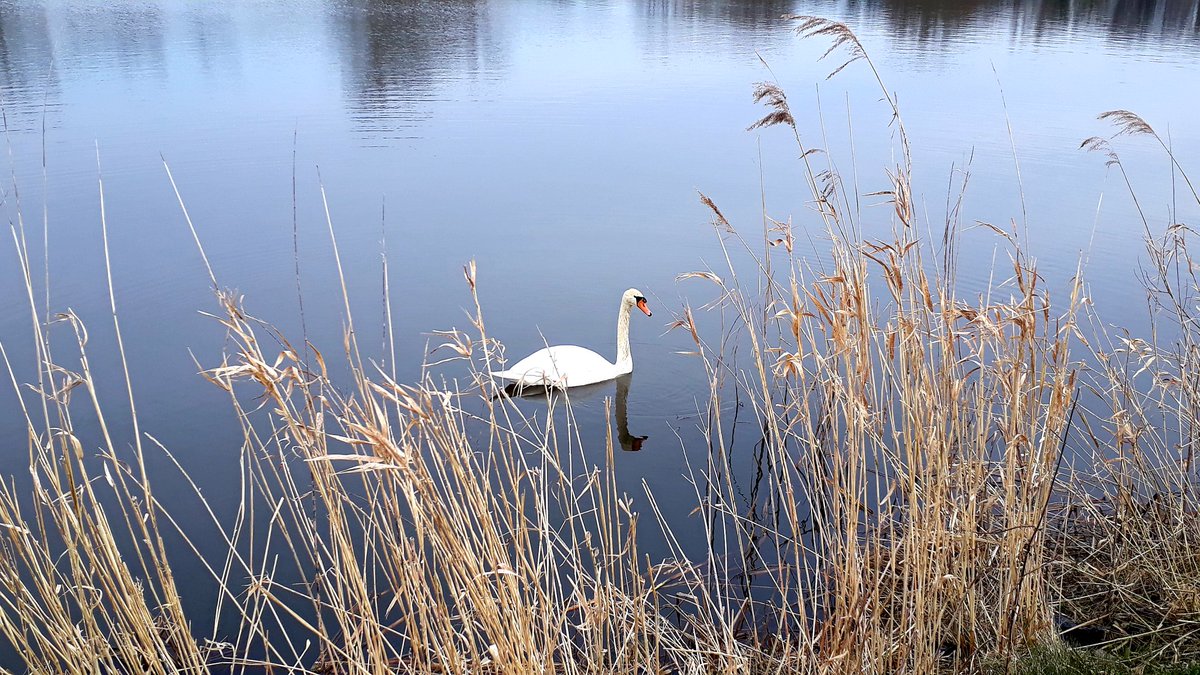 Mal wieder beim Spazieren gehen getroffen 🙂
#SWAN #schwan #nature #NatureBeauty #animal