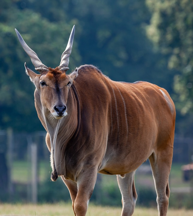 VertEvo's tweet photo. Did you know that some #ungulates emit a clicking sound during walking?

Pyszko et al 2022 @SciReports Newly described anatomical opening on #forelimb tendon in the #artiodactyls and its relation to knee clicks

https://t.co/c4rUYRYk1C https://t.co/ustOlDSXZR