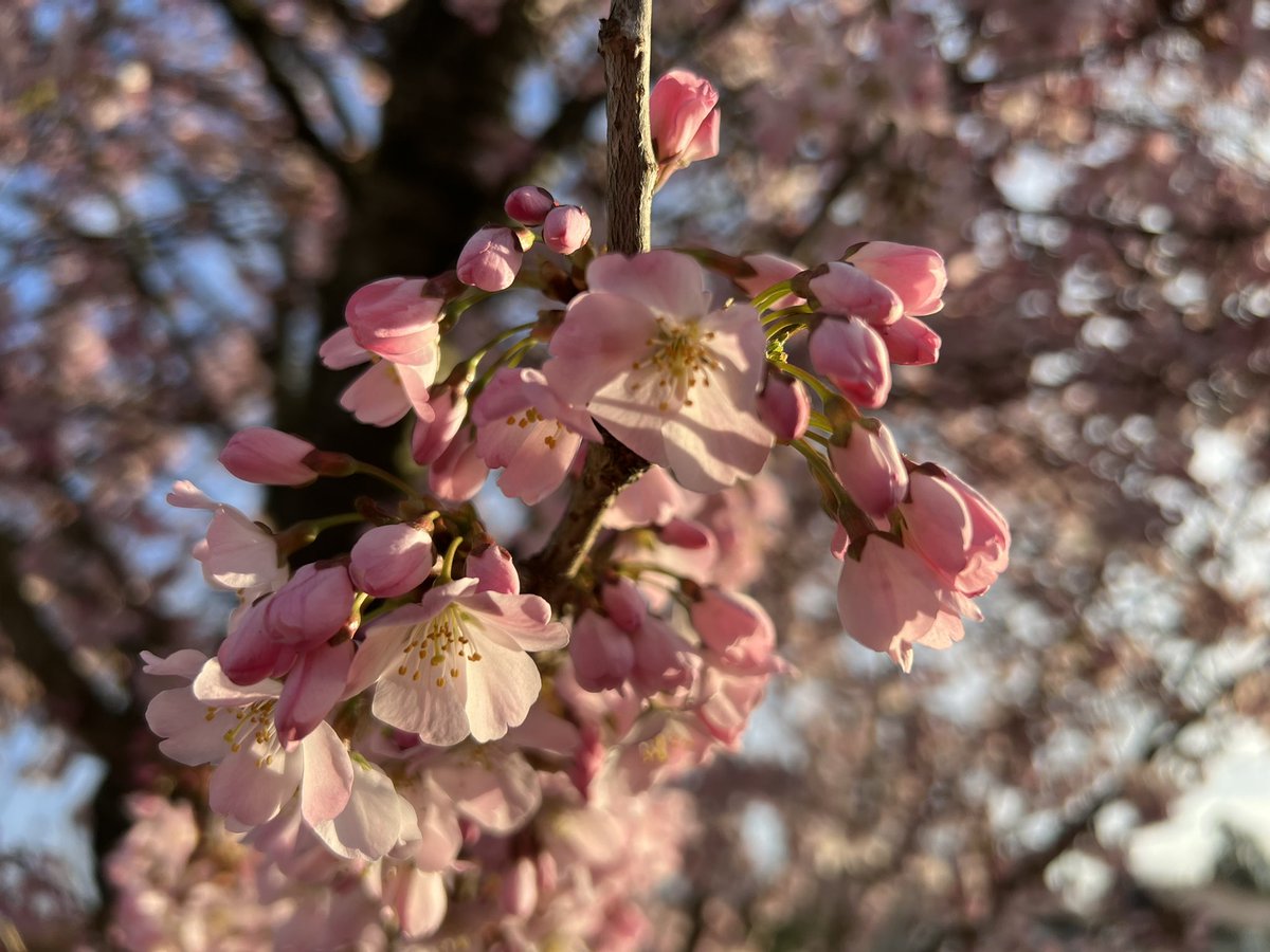 hiurbanwanderer's tweet photo. An absolutely glorious morning for my #ReverseCommute. I couldn’t help but stop at regular intervals to collect rays of sunshine, droplets of dew, textured clouds and amazing shadows. Reminds me why I love getting out so early in the day. 
#Spring #MorningMiles @GmWalks #walking https://t.co/YXtE47wIai