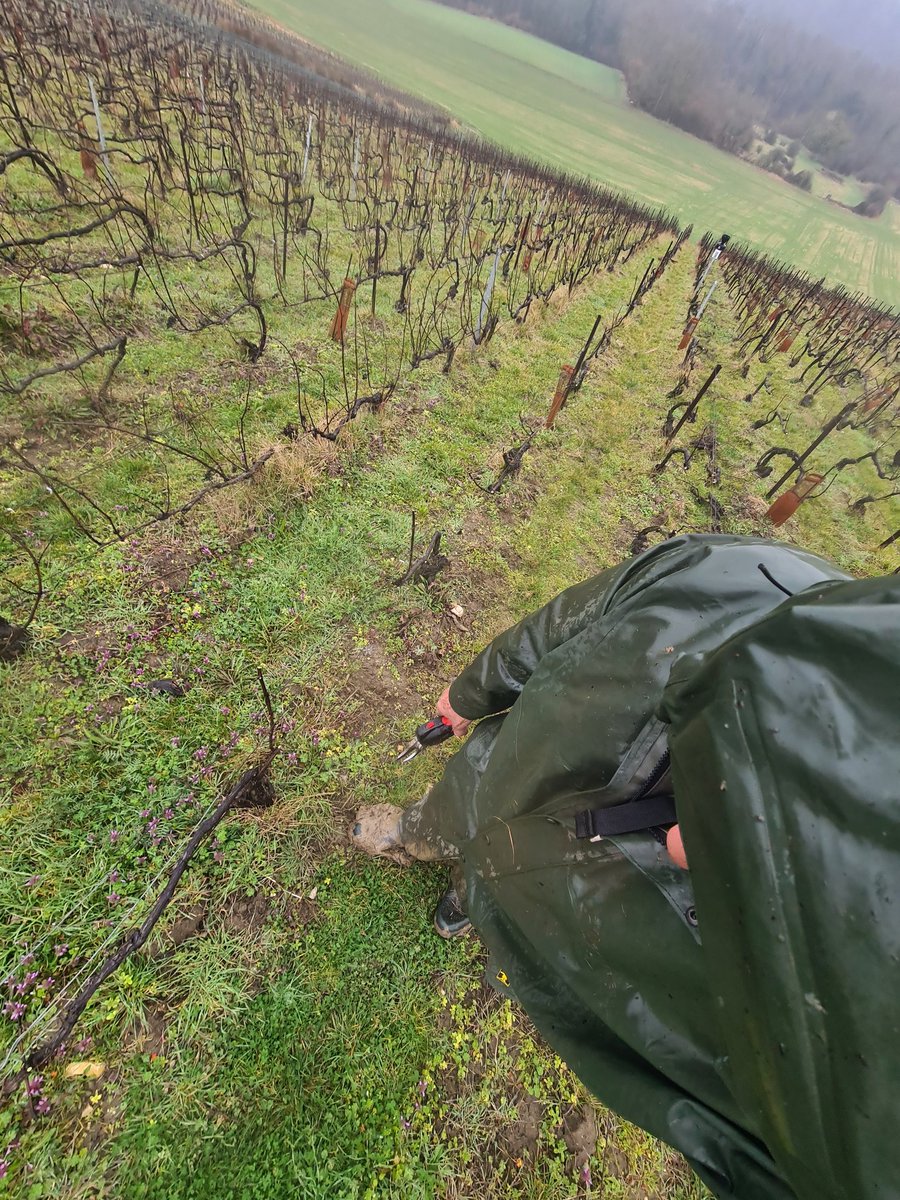 benoit51390's tweet photo. Journée #GuyCotten
On s'habitue rapidement à travailler en chaussures et en manches courtes!
#Champagne
#ValleeDeLArdre
📌#LaFosseSaintNicaise https://t.co/p0xPYlKCxq